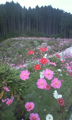 星の花公園
