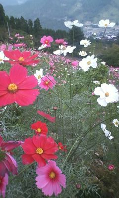 星の花公園