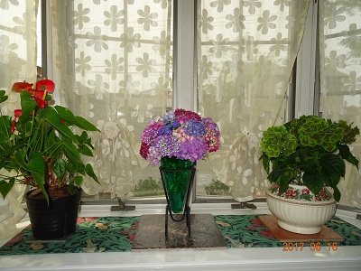雨は降りませんが紫陽花は今年も元気です！
