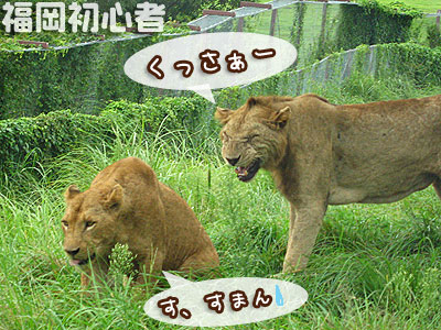 九州自然動物公園 アフリカンサファリ