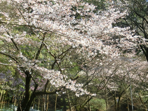 高良山の桜満開