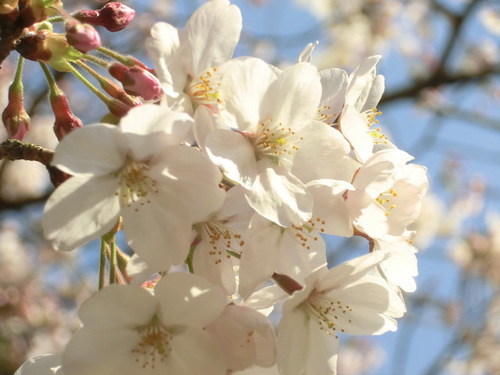 高良山の桜満開