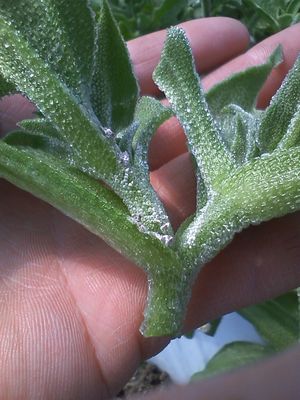ゆたか園珍野菜調理法