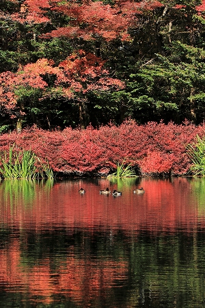 秋の軽井沢の紅葉