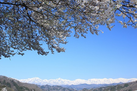 信州の風景～小川村の桜①