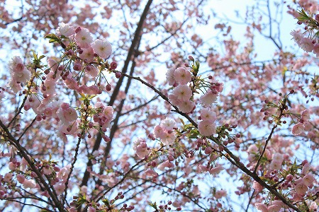信州の風景～千曲川の花桃が満開