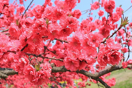 信州の風景～千曲川の花桃が満開