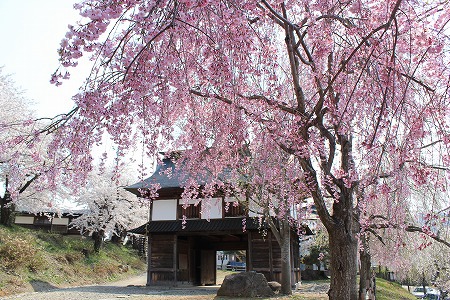 ぶらざーふっど その２ 信州の風景 飯山城址の桜