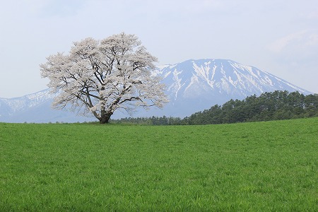 小岩井農場の「一本桜」