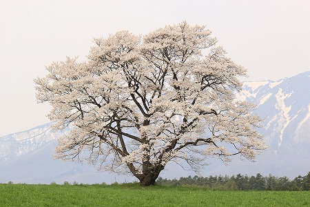 小岩井農場の「一本桜」