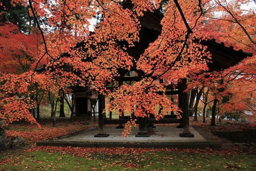 雨の昌禅寺の紅葉