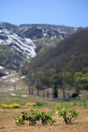 白馬五竜かたくり園