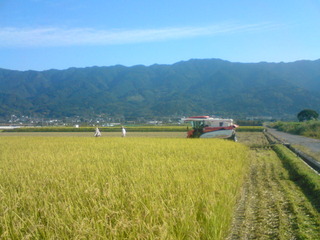 稲刈りシーズン