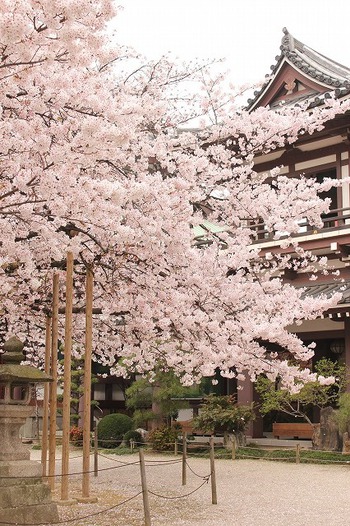 東長寺の桜