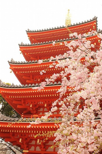 東長寺の桜
