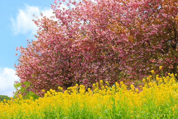 黒姫高原のシバザクラ＠信州芝桜園