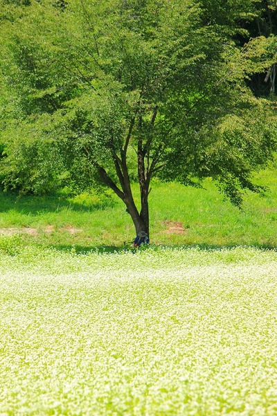 白い花のじゅうたん＠信州中山高原