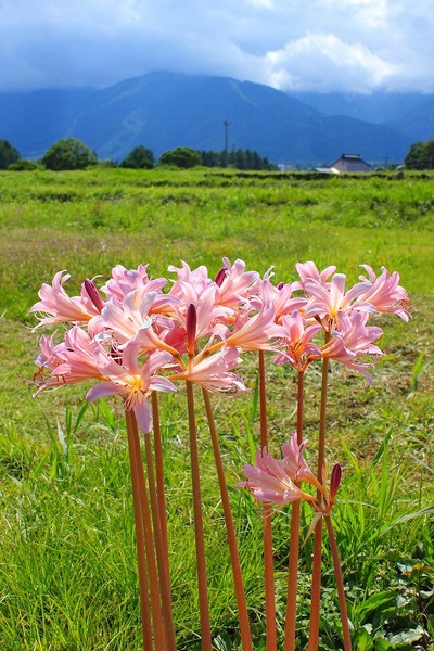 夏水仙の花