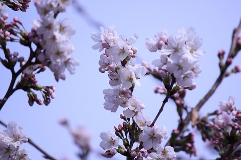 長野の桜はこれからです