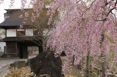 長野飯山城址の桜