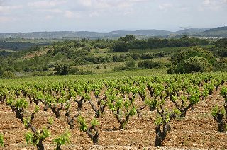 南仏の赤ワイン