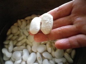 白花豆