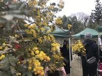 mimoza