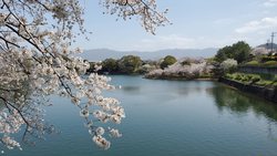 福岡 桜満開！