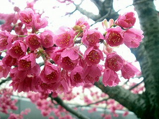桜☆桜