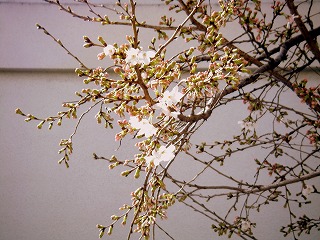 桜☆桜　2