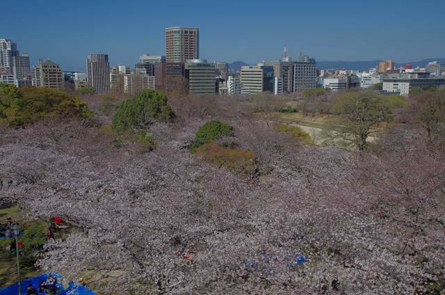 舞鶴公園(桜)