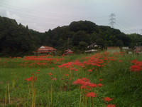 里山に咲く真っ赤な彼岸花