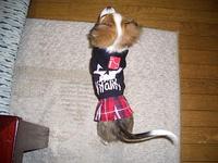 チワワのカリーナちゃんです。