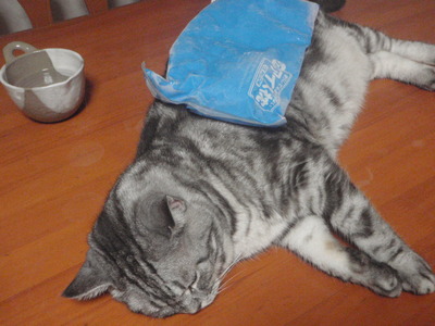 猫にアイス枕