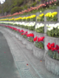 並んだ並んだチューリップの花が♪
