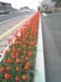 並んだ並んだチューリップの花が♪