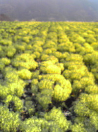 ブロッコリーの花