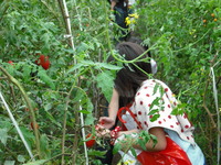 ボタヤマトマトの収穫祭