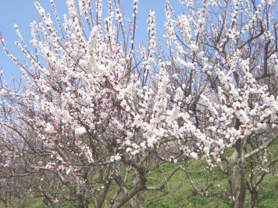 福岡のおでかけスポットで家族で楽しめたところをご紹介します あんずの里のあんず祭りに行ってきました