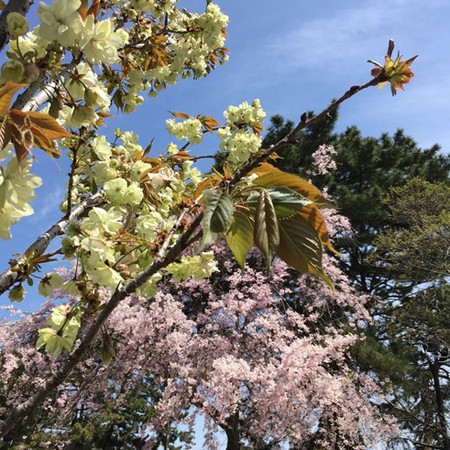 ウコン桜を見てきた ^ ^