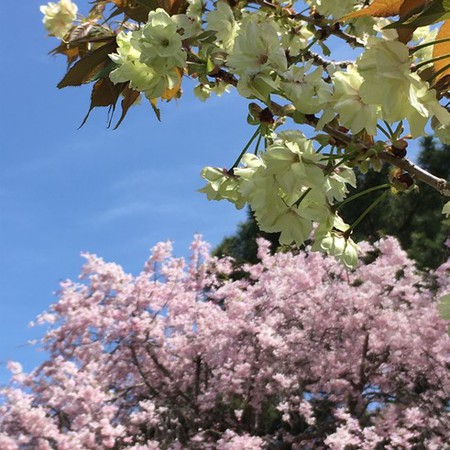 ウコン桜を見てきた ^ ^