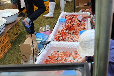 長洲　金魚祭り