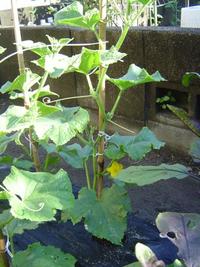 野菜に実が・・