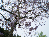 桐の花（筑紫野市・風の木）