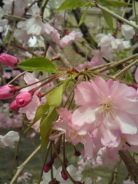 桜滝。