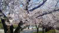 やったー！桜の季節だ