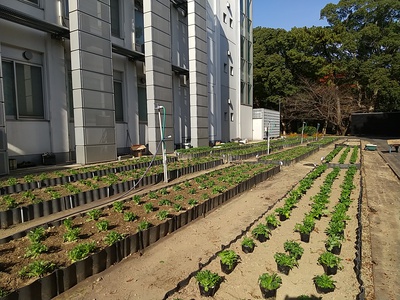 メイン花壇完了