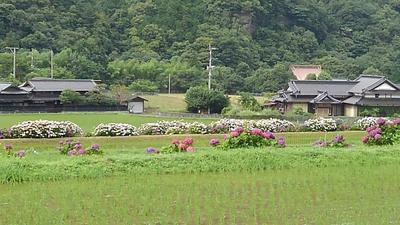 枝川内アジサイランド