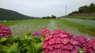 枝川内アジサイランド