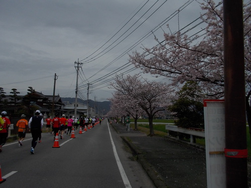 2016さが桜マラソン